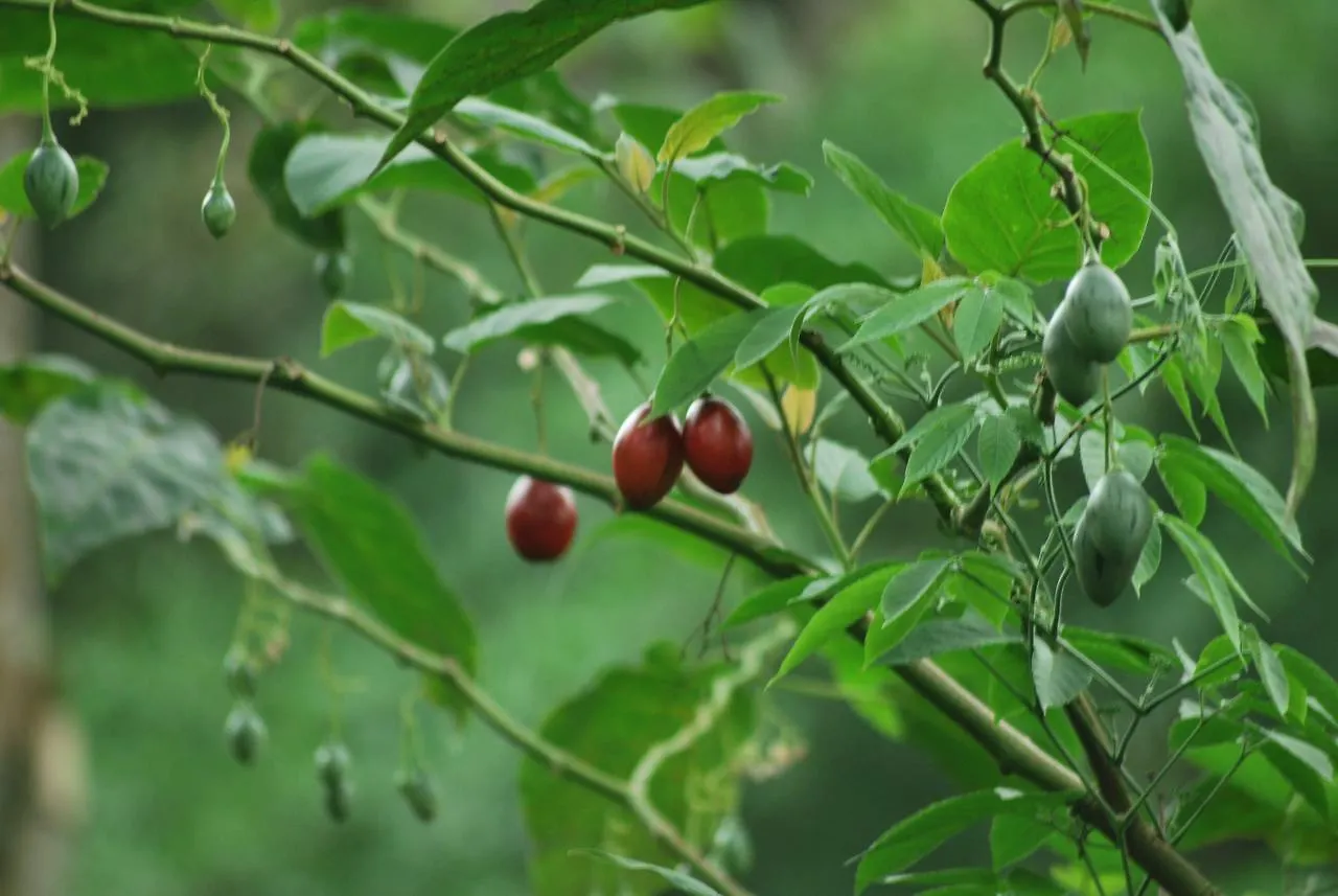 T Cherry Villa Munnar